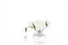Côte Noire Parfémované Ruže - Ivory White - 5 Roses Côte Noire Parfémované Ruže - Ivory White - 5 Roses