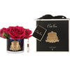 Côte Noire Parfémované Ruže - Carmine Red Côte Noire Parfémované Ruže - Carmine Red